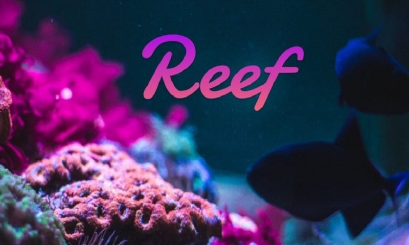 Các tính năng của đồng Reef