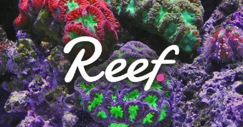 Các sàn giao dịch đồng Reef